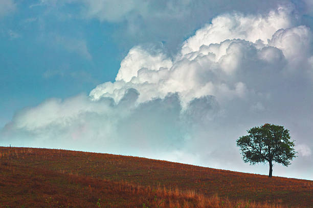 A solitary tree stands on a golden-brown hillside beneath a dramatic sky filled with towering white cumulus clouds against a blue backdrop. The image symbolizes resilience, solitude, and the enduring strength found in standing alone while facing life's changing seasons and weather.