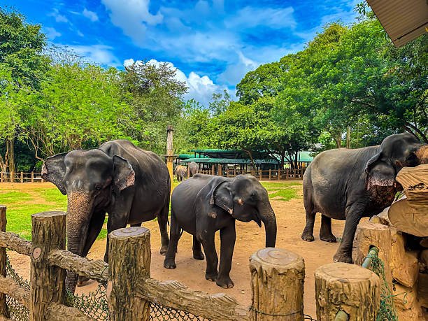 Asian elephants (Elephas maximus) in Pinnawala Elephant Orphanage, Sri Lanka stock photo