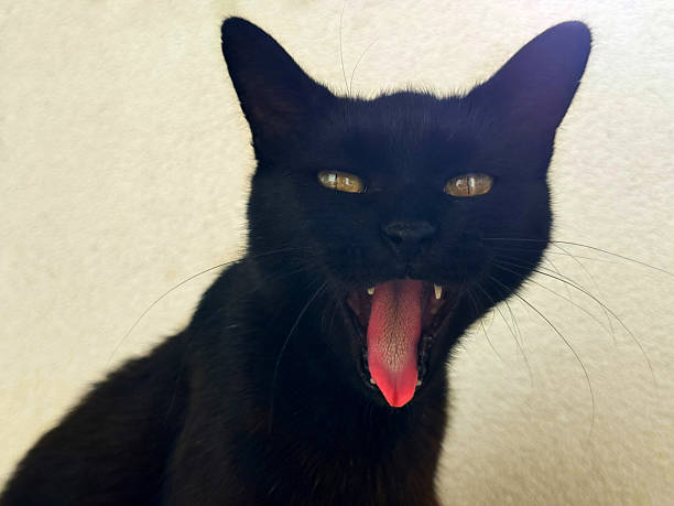 istock Meowing black cat with open mouth 2224814785