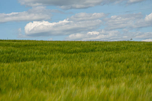 Vast barley fields stretch across the landscape, swaying gently in the breeze under a clear blue sky filled with clouds.