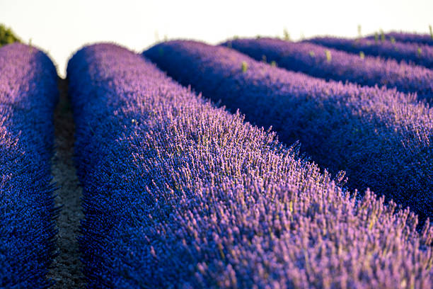 Lavender field landscape in summer, Spain