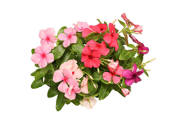 istock Madagascar periwinkle in a flowerpot isolated on a white background. 2224817738