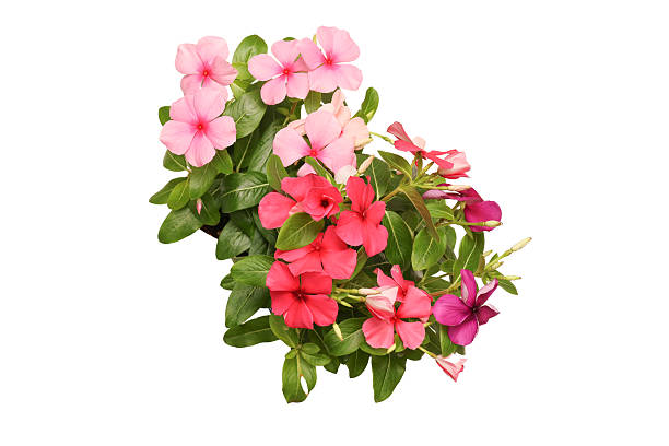 istock Madagascar periwinkle in a flowerpot isolated on a white background. 2224817766