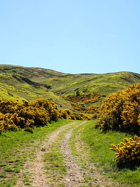 istock Swanston hills with gorse 2224817883