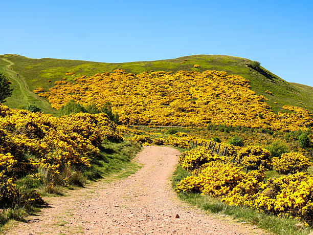 istock Swanston hills with gorse 2224817897