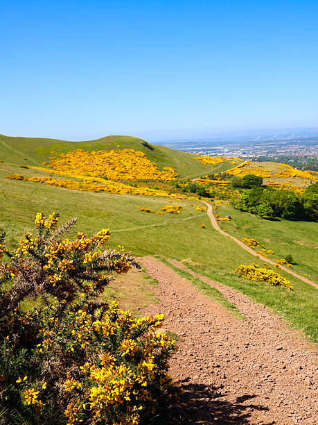 istock Swanston hills with gorse 2224817900