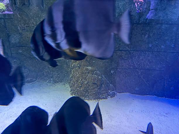 istock Batfish swimming in aquarium with artificial reef 2224817952