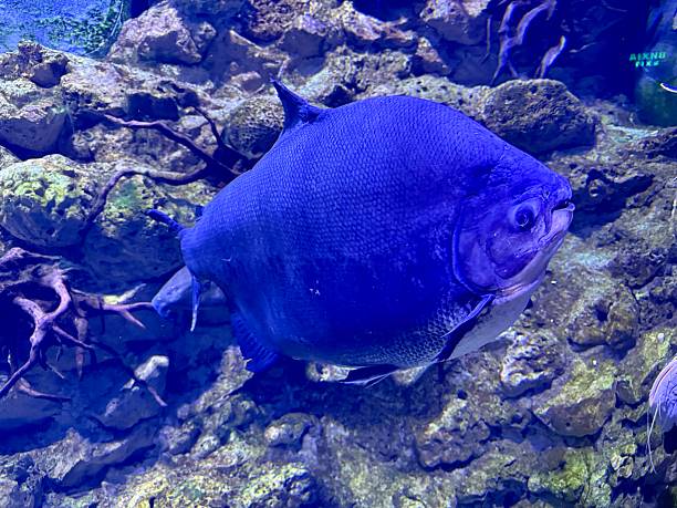 istock Large pirapitinga fish swimming in aquarium 2224817956