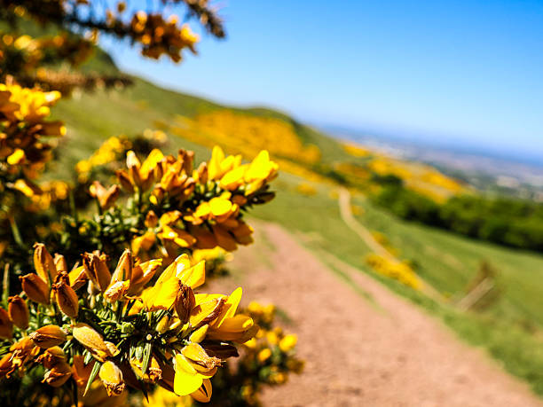 Hills near Swanston, Scotland, with bright yellow blooming gorse and panoramic views of the countryside.