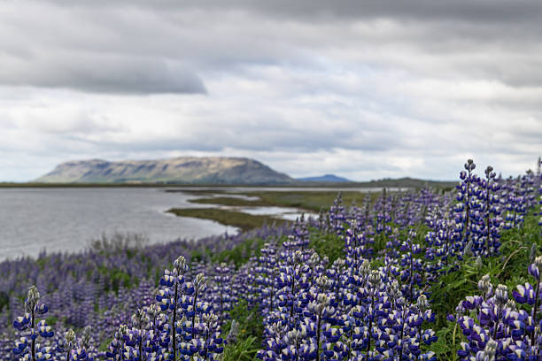 A selective focus view of lupins looking toward the town of Selfoss in Iceland's Southeast region. The water nearby is part of the Tungufljot river, and the huge lava outcrop in the distance encompasses the Ingholl peak. Rt 35 passes by the base of this lava outcrop.