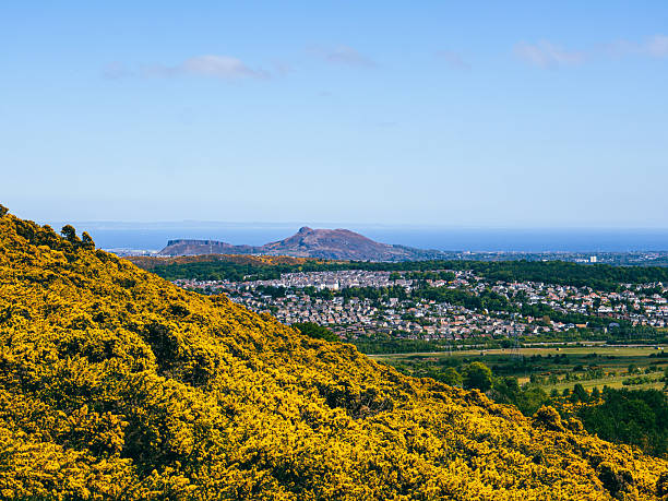 A field of tall grass with a mountain in the background. Edinburgh, Scotland, Mount Arthur. The grass is brown and dry. The mountain is in the distance
