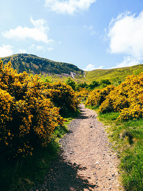 istock Swanston hills with gorse 2224818109