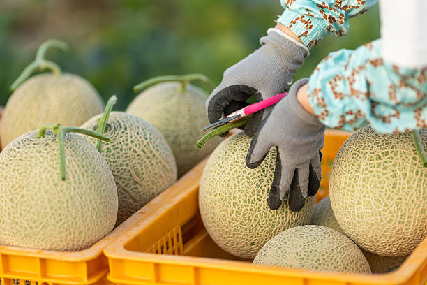A female farmer harvesting melons with scissors and placing them into baskets