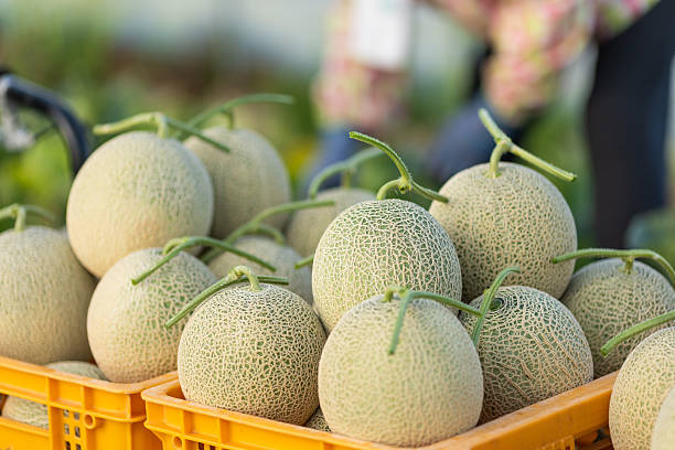 Lots of harvested melons stacked into crates ready to go to market.