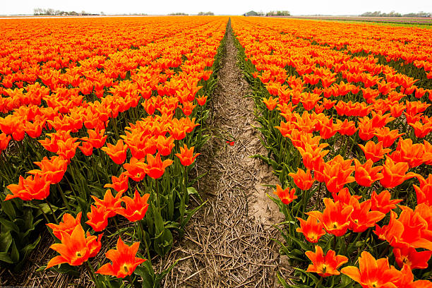 Europe, The Netherlands, North Holland, Schagerbrug, Grote Sloot. Fields of tulips.