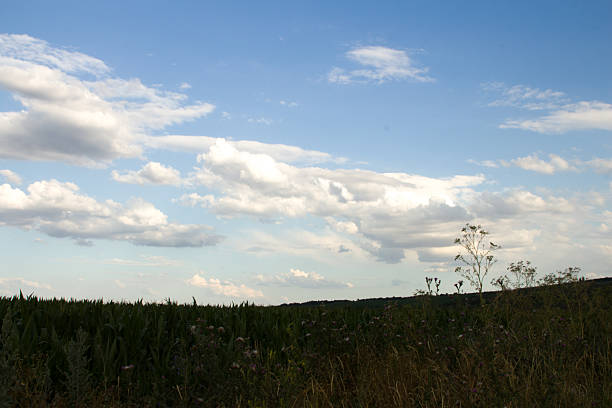 Landscapes, Forest, Carpathians, Photos of nature - Europe, Eastern Europe
