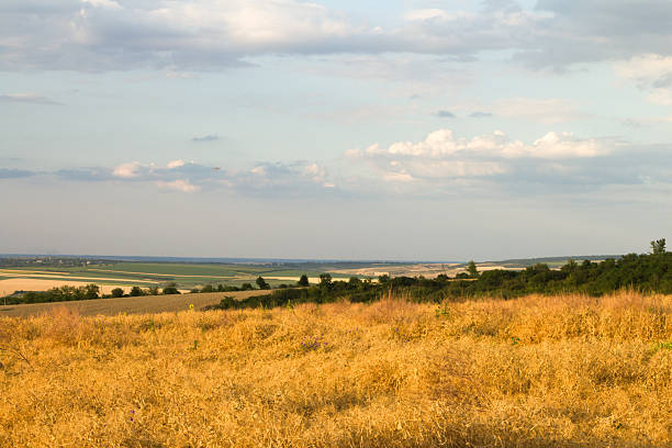 A field of yellow grass. Grass. Sky. Outdoor. Field. Plain