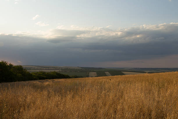 A field of wheat. Outdoor. Grass. Sky. Field. Tall