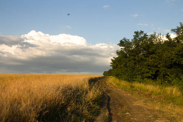 A dirt road with grass and trees on either side of it. Sky. Outdoor. Grass. Plant. Field