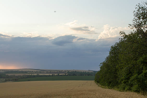 A landscape with a field and trees. Outdoor. Sky. Grass