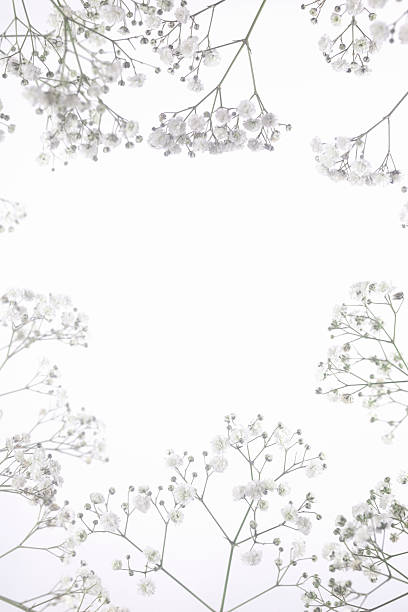 istock Gypsophila background material 2224823956