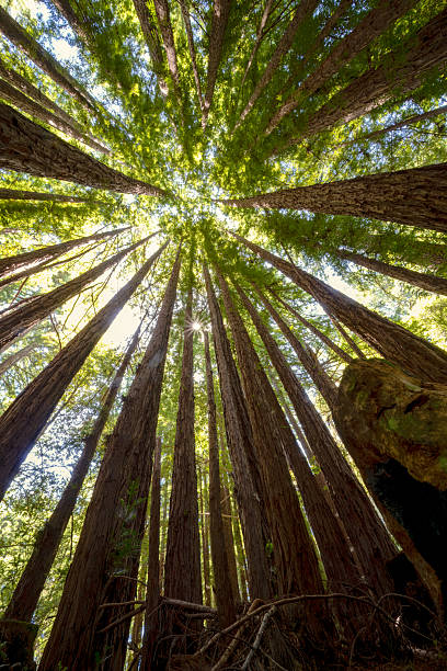 istock Redwood Grove 2224825483