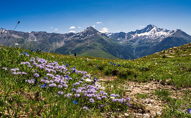 Animal in Pian dei Cavalli, Vallespluga, Valchiavenna, Valtellina, Lombardy, Italy