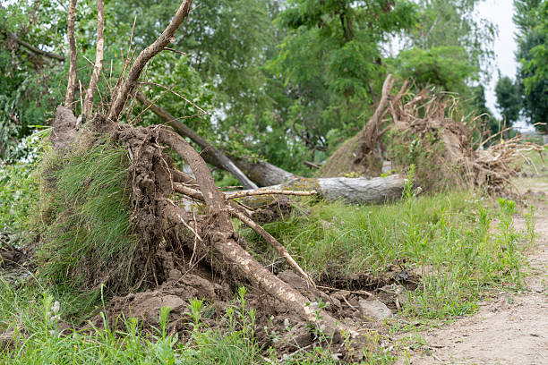 istock Several large trees lie fully uprooted across grassy terrain, their exposed root systems twisted in soil. 2224831643