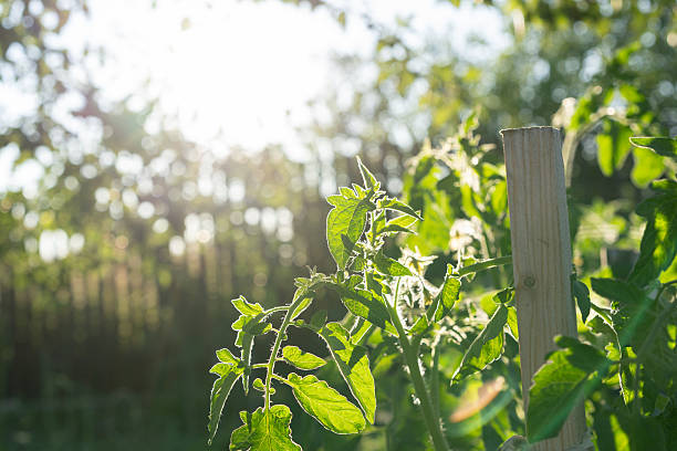 Tomato plant leaves glow in the backlight of setting sun, revealing intricate vein patterns. The soft contrast and warm tones evoke a sense of calm and seasonal natural beauty