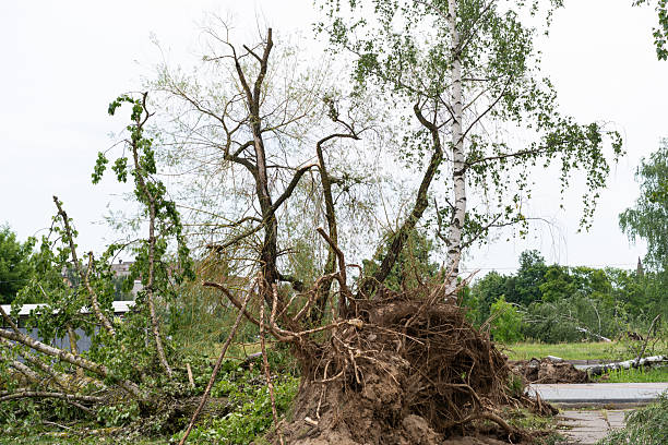 istock Multiple trees lie collapsed and uprooted near a residential structure, their branches scattered across the ground. 2224831757