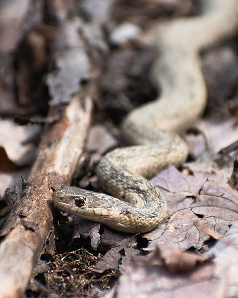 istock Eastern Garter Snake (Thamnophis sirtalis sirtalis) on Forest Floor 2224831855