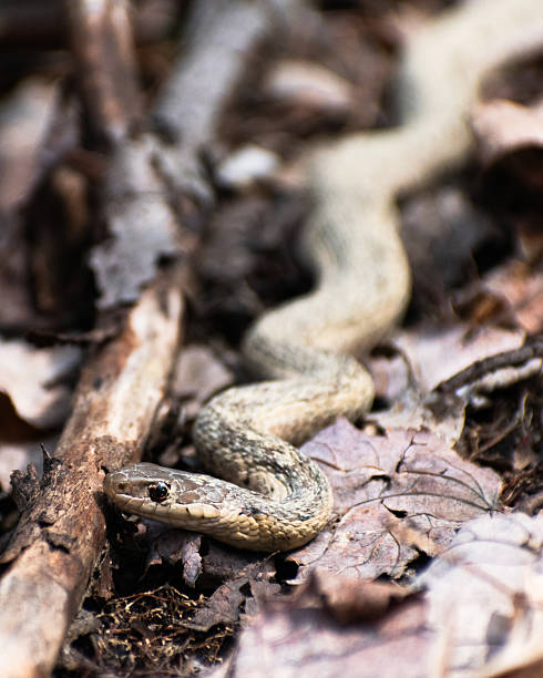 istock Eastern Garter Snake (Thamnophis sirtalis sirtalis) on Forest Floor 2224831859