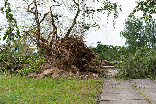 istock Several large trees lie uprooted across a paved walkway, their roots exposed and branches shattered. 2224832030