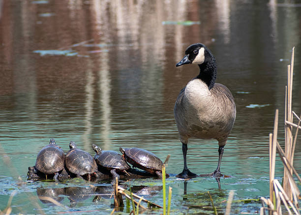 istock Canada Goose (Branta canadensis) On Log With Turtles 2224832070