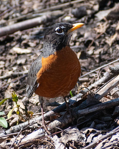 istock American Robin (Turdus migratorius) On The Ground Foraging 2224832267