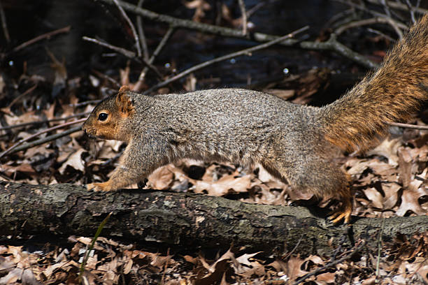 Fox Squirrel (Sciurus niger) Running Across Small Rotting Branch