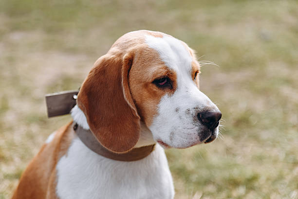 istock cute red and white beagle dog walks in nature 2224833581