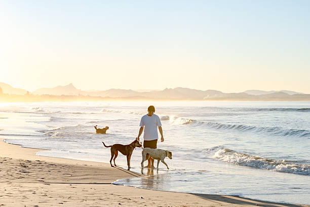 istock Man with dogs on beach 2224834589