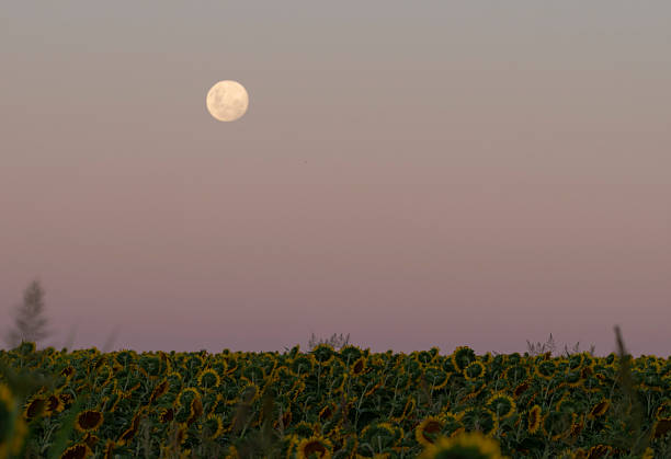Moon background