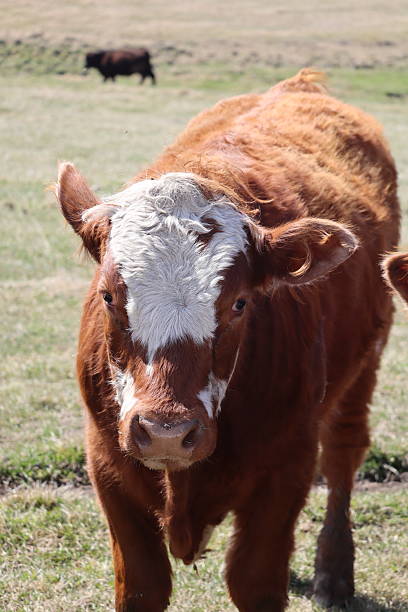 istock One steer, alone in a pasture looking at the camera. 2224835789