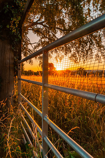 Scenic view of a golden sunset over a field, seen through a metal gate with a mesh net