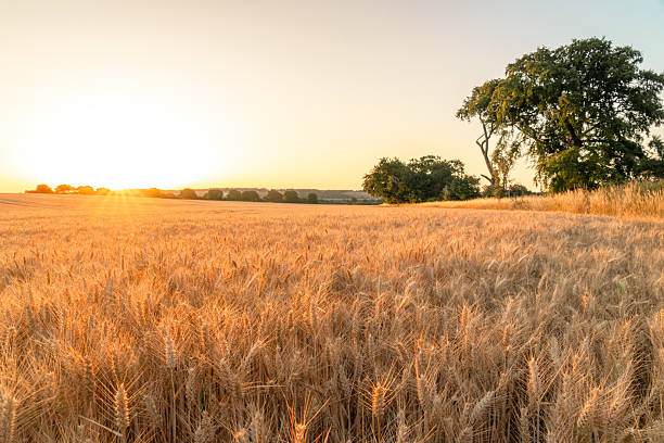istock Golden wheat field at sunset with trees 2224835824