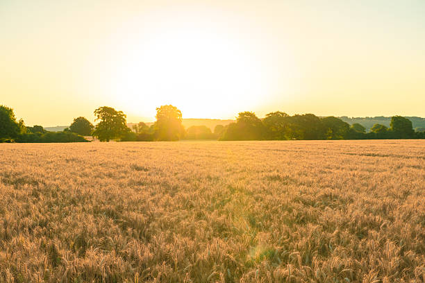 istock Golden wheat field at sunset with warm sunlight 2224835836