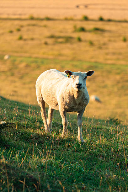 Group of white sheep grazing on a verdant grassy embankment in the flatlands of east frisia, a coastal area in germany