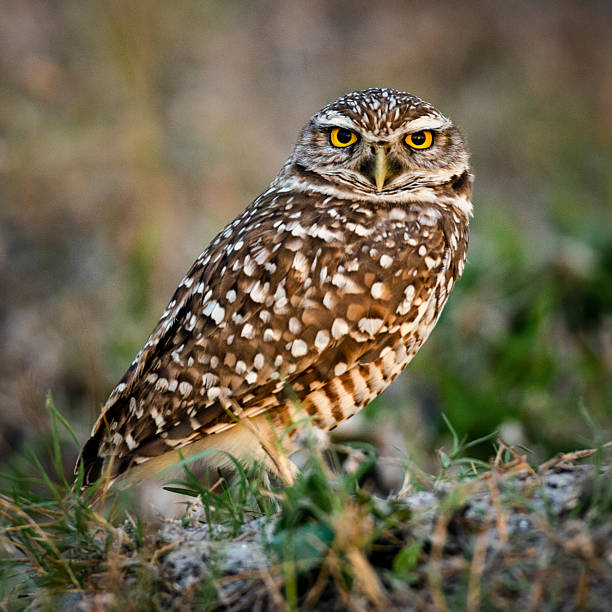 Burrowing owl, head to tow full length, on the ground outside its burrow, late in the afternoon, nice lighting, sharp detail, camera angle at eye-level.