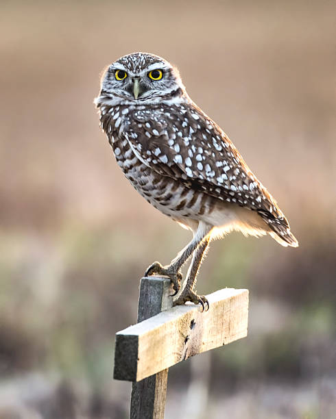 istock Burrowing Owl on Perch in the Late Afternoon 1 2224841721