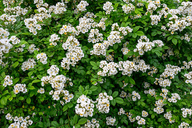 Multiflora Rose, native to East Asia, is considered invasive species in North America