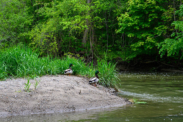 Wildlife in urban environments.