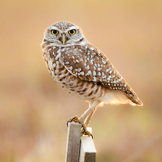 istock Burrowing Owl on Perch in the Late Afternoon 3 2224842368