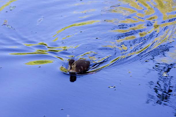 Mallard duckling swimming in pond makes ripples which give lovely pattern and color from reflections, King's Pond, Victoria, British Columbia, Canada